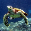 (Italiano) Speciale Crociere: 5-15 Marzo e 23/24 Aprile-3 Maggio 2015