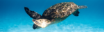 Seychelles – Crociera “Curieuse”
